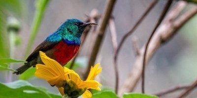 10-Day Uganda Birding Adventure Safari