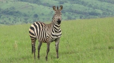 11-Day Uganda Safari Vacation