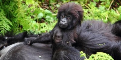 11-Day Uganda Safari Vacation