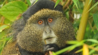 12-Day Active Senior Uganda Primate & Wildlife Safari