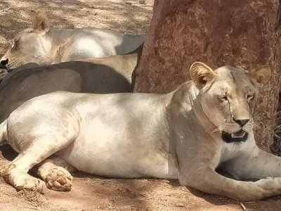 2 Days Salt Lick Lodge and Taita