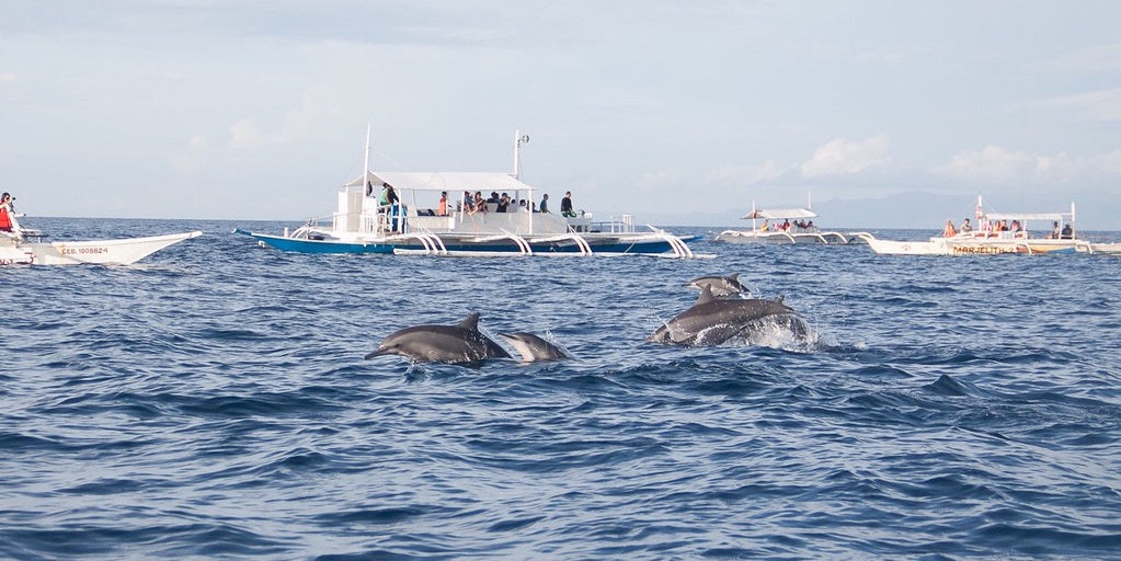 Dolphin Watching & Balicasag Island Tour