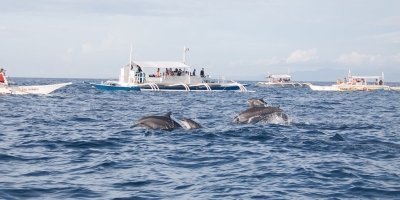 Dolphin Watching & Balicasag Island Tour