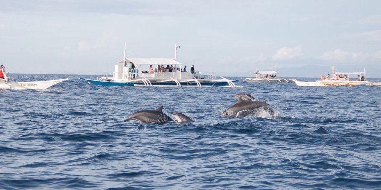 Dolphin Watching & Balicasag Island Tour