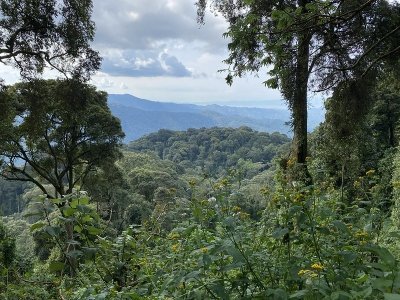 1-Day Gorilla Trekking Tour in Rwanda | Ultimate Gorilla Encount