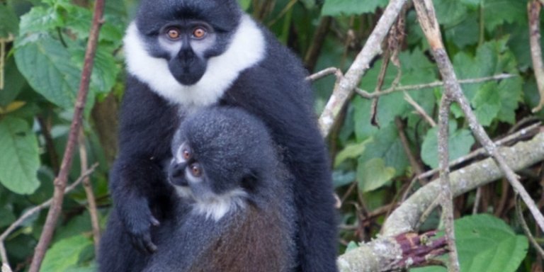 1-Day Gorilla Trekking Tour in Rwanda | Ultimate Gorilla Encount