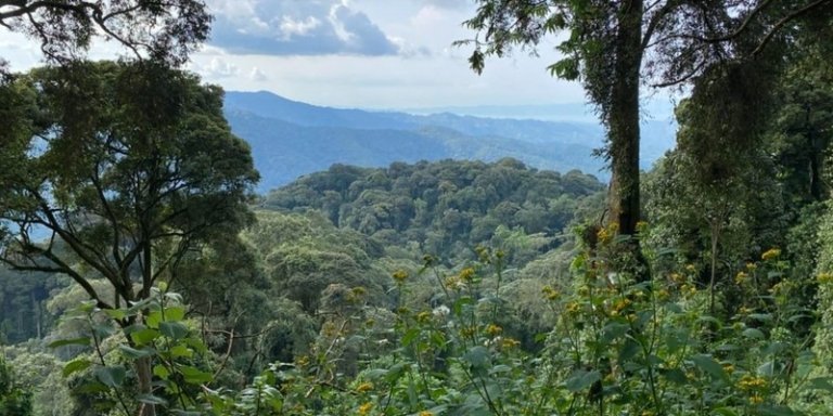 2 Days Fly-in Rwanda Gorilla Trekking Safari