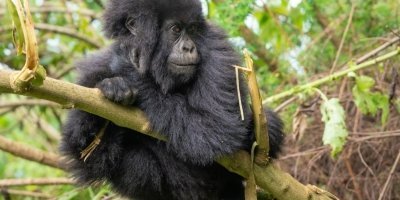 3 Days Chimpanzee Trekking Safari in Nyungwe Forest National