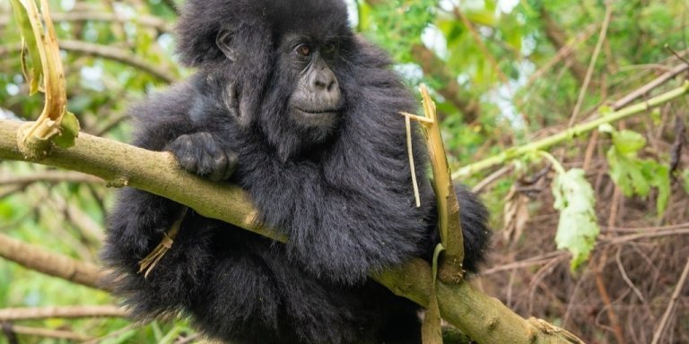 3 Days Chimpanzee Trekking Safari in Nyungwe Forest National