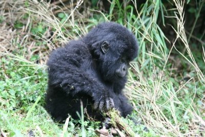 3 Days Chimpanzee Trekking Safari in Nyungwe Forest National