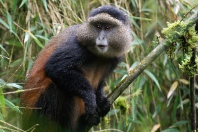 4 Days Rwanda Gorilla Trekking and Golden Monkey Safari