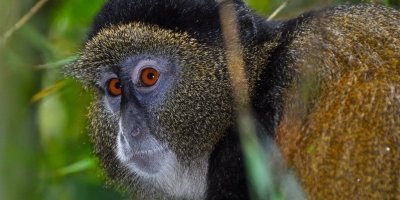 4 Days Rwanda Gorilla Trekking and Golden Monkey Safari