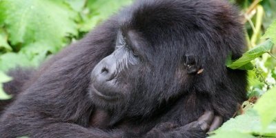 5 Days Rwanda Gorilla, Golden Monkey and Wildlife Safar
