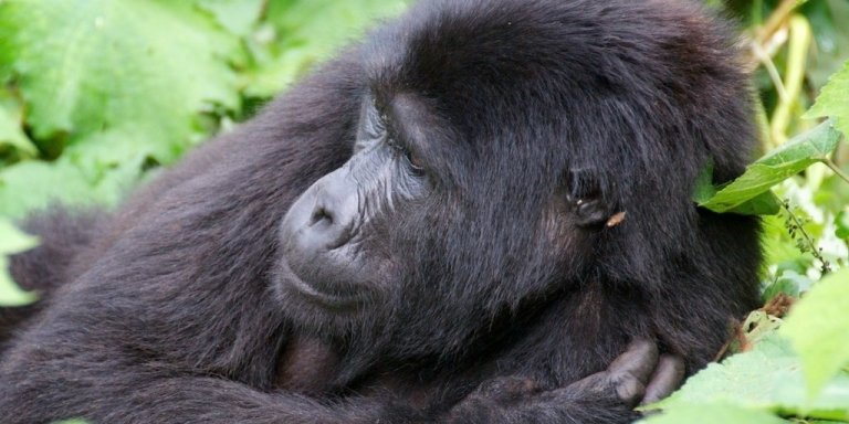 5 Days Rwanda Gorilla, Golden Monkey and Wildlife Safar