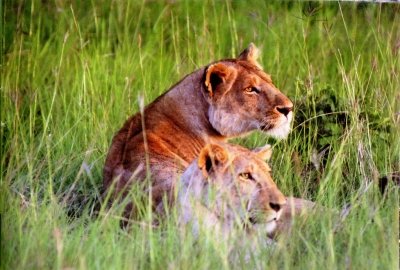 5 Days Rwanda Gorilla, Golden Monkey and Wildlife Safar