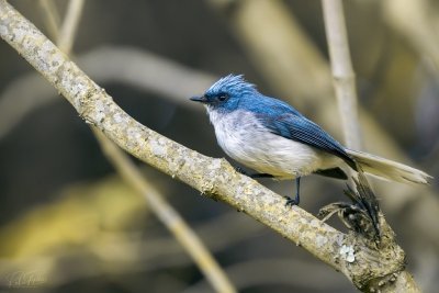 6 Days Birding Rwanda's Forest and Wetlands