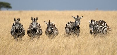 7 Days Uganda & Rwanda Gorilla Trekking and Golden Monkey Safari