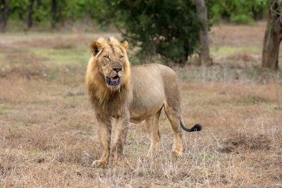 8 Days Rwanda Primate & Wildlife Safari Adventure