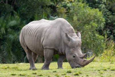 9 Days Rwanda Safari Holiday – Gorillas, Golden Monkeys, Wildlife