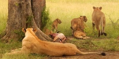 The best 4 days Tanzania sharing group safari 2026- 2027