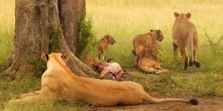 The best 4 days Tanzania sharing group safari 2026- 2027