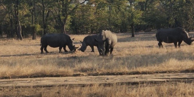 Rhino Walk Game Drive