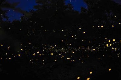Abatan River Firefly Watching Tour