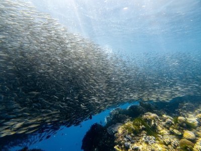 Napaling Sardine Run & Snorkeling Tour