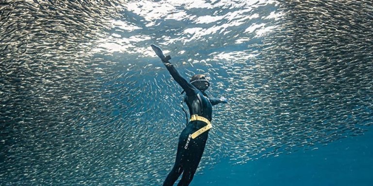 Napaling Sardine Run & Snorkeling Tour