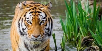 6 Days Golden Triangle with Tiger Safari Tour from Delhi