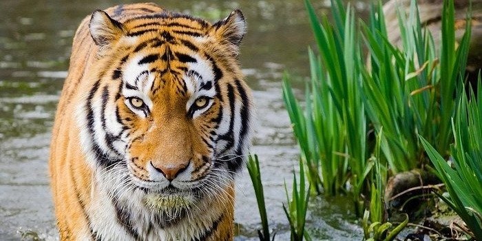6 Days Golden Triangle with Tiger Safari Tour from Delhi
