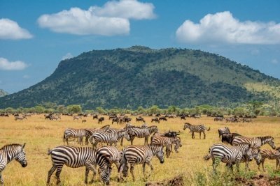 6 DAYS TANZANIA SAFARI TARANGIRE, SERENGETI AND NGORONGORO