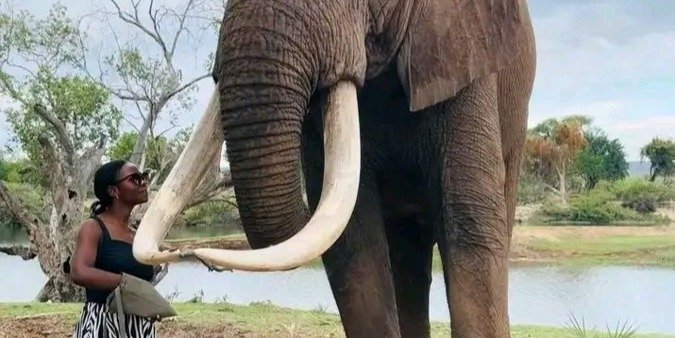 Elephant Encounter
