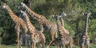 1-Day Mikumi Safari from Zanzibar–Flight & Lunch with transfer
