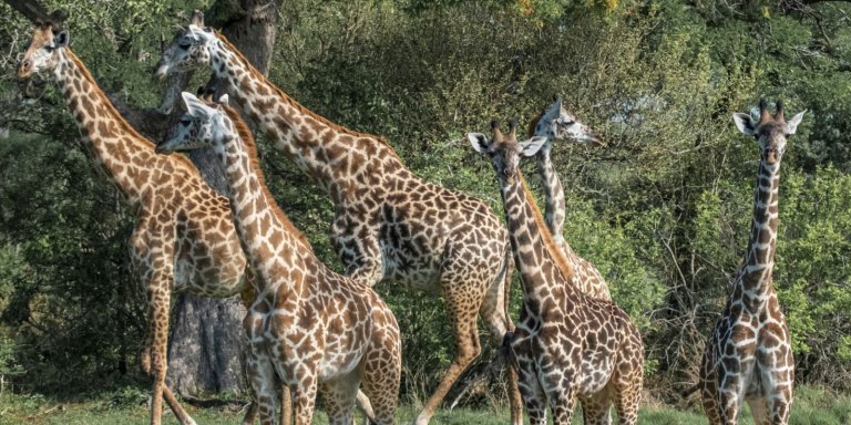 1-Day Mikumi Safari from Zanzibar–Flight & Lunch with transfer