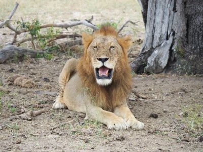 1-Day Mikumi Safari from Zanzibar–Flight & Lunch with transfer