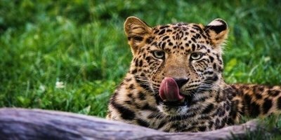 2 DAYS TANZANIA  PRIVATE BIG-5 SAFARI TO TARANGIRE  AND NGORONGORO