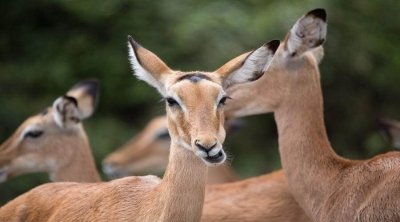 2 Days Tanzania Camping Safari to TARANGIRE AND NGORONGORO 2 Days Tanzania Camping Safari to TARANGIRE AND NGORONGORO
