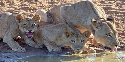 2 DAYS TANZANIA PRIVATE BIG-5 SAFARI TO LAKE MANYARA AND NGORONGORO
