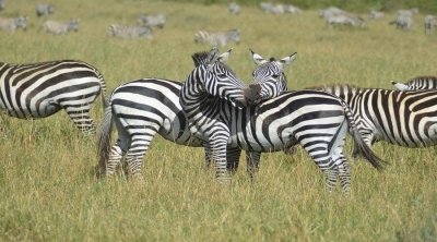 2 Days Tanzania tours To LAKE MANYARA AND NGORONGORO 2 Days Tanzania tours To LAKE MANYARA AND NGORONGORO