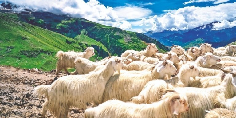 Exotic Himachal: Delhi, Shimla, Manali, Dharamshala & Amritsar