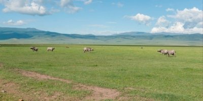 9 days Tanzania and Kenya combine safari