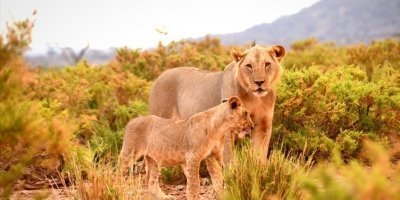 10 Days Tanzania Safari & Zanzibar Beach Holiday