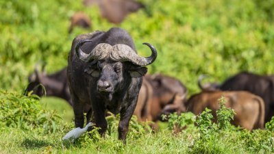 8-Day Tanzania and Kenya Classic Safari Supersights