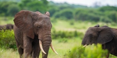 8-Day Tanzania and Kenya Classic Safari Supersights