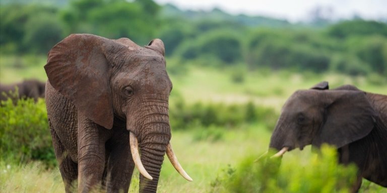 8-Day Tanzania and Kenya Classic Safari Supersights