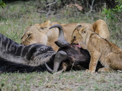 3 days Masai Mara adventure safari