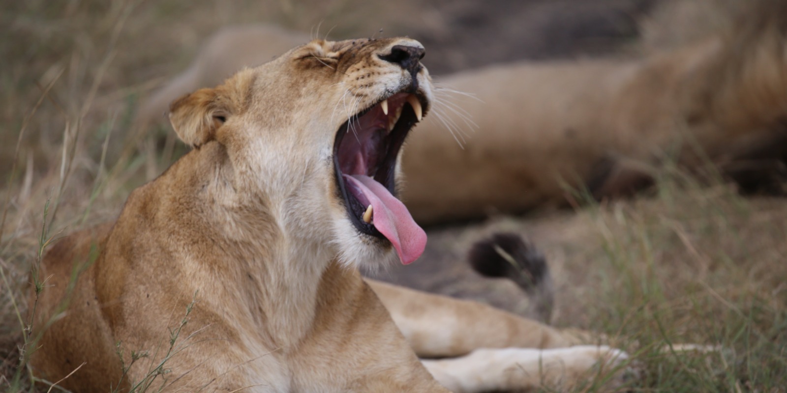 3 days Masai Mara adventure safari