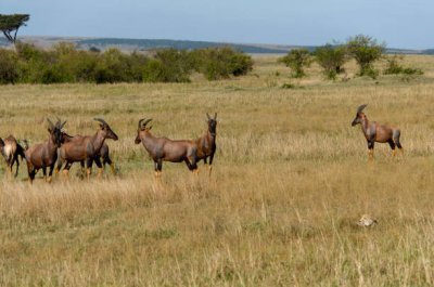 5 days Ndutu calving season Serengeti migration safari package