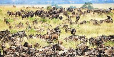 5 days Ndutu calving season Serengeti migration safari package
